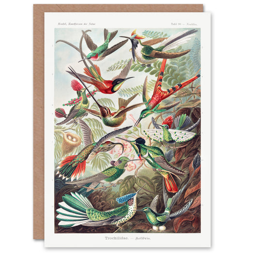 Ernst Haeckel Art Card Kolibri Birds Hummingbird Species