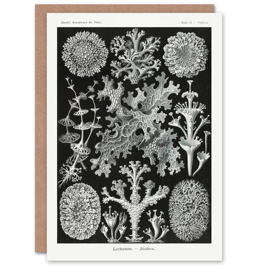 Ernst Haeckel Art Card Lichen Species Vintage Illustration