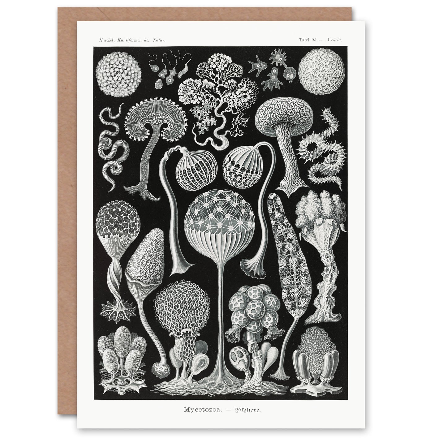 Ernst Haeckel Art Card Mycetozoa Intricate Slime Molds
