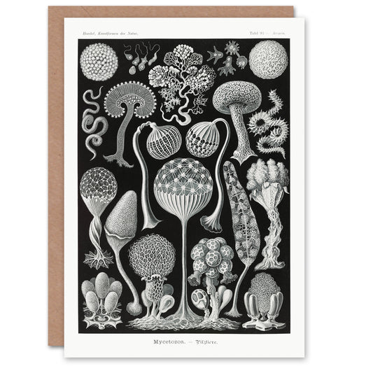 Ernst Haeckel Art Card Mycetozoa Intricate Slime Molds