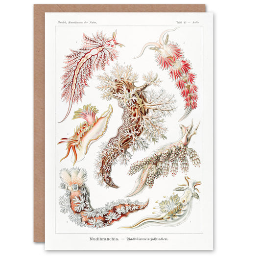 Ernst Haeckel Art Card Nudibranch Sea Slug Molluscs