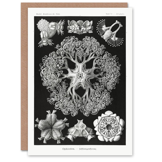 Ernst Haeckel Art Card Ophiodea Brittle Stars Illustration