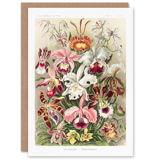Ernst Haeckel Art Card Orchid Flower Colourful Varieties