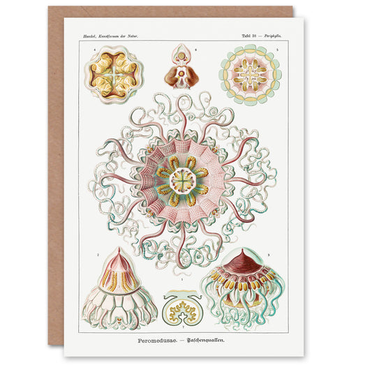 Ernst Haeckel Art Card Peromedusae Jellyfish Vintage Illustration
