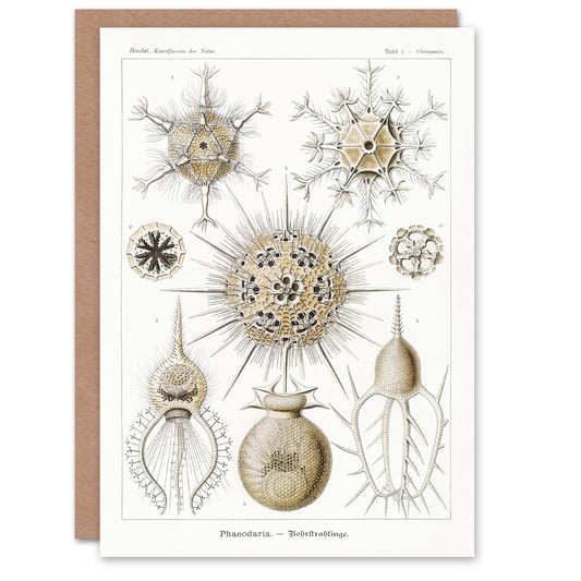 Ernst Haeckel Art Card Phaeodaria Amoeba Vintage Illustration