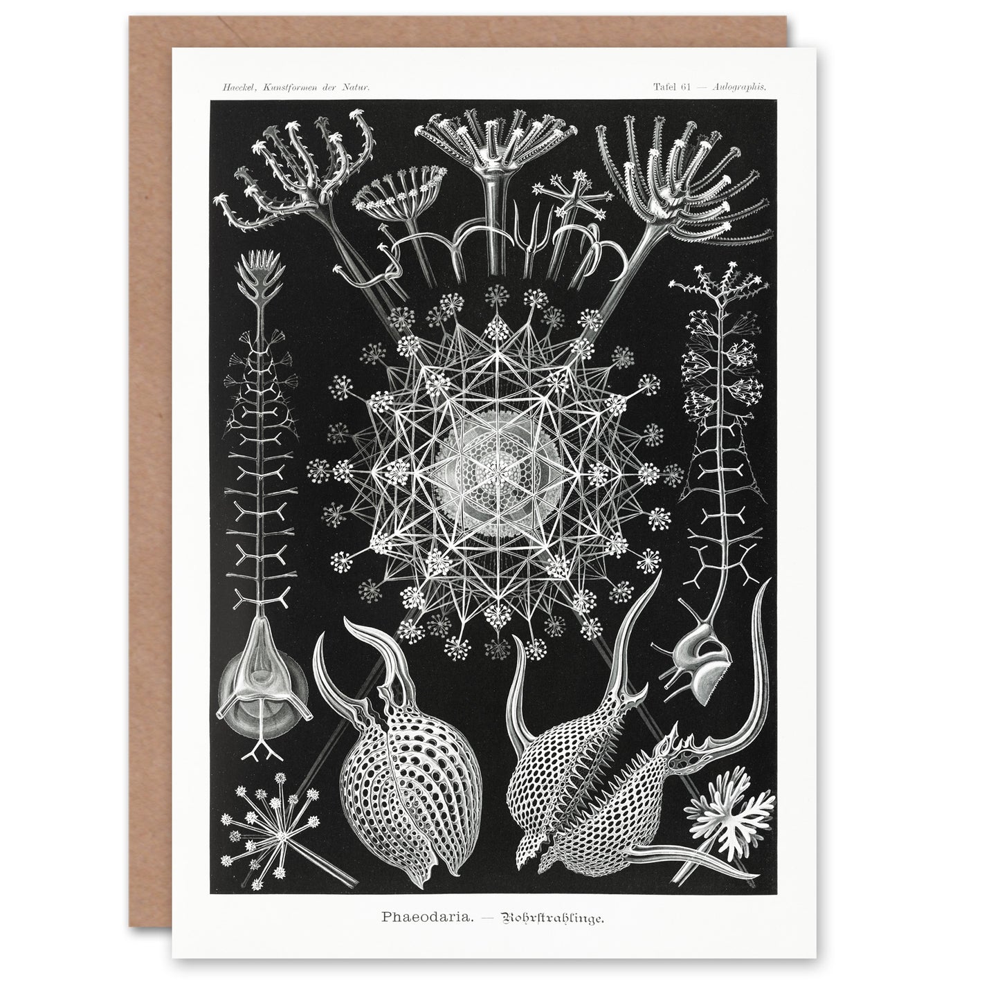 Ernst Haeckel Art Card Phaeodaria Marine Life Illustration