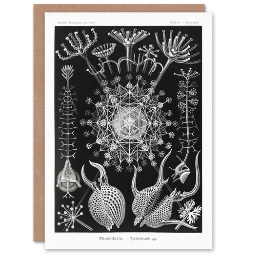 Ernst Haeckel Art Card Phaeodaria Marine Life Illustration