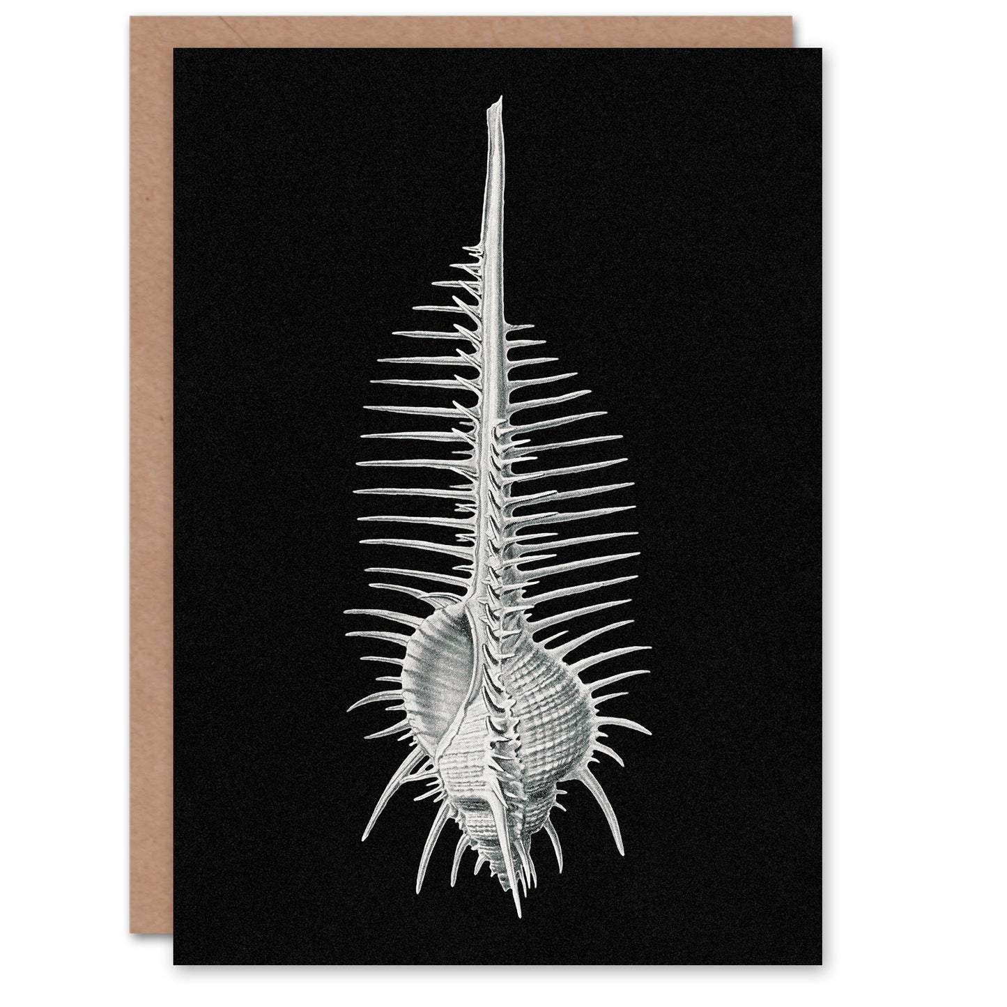 Ernst Haeckel Art Card Murex Seashell Sketch on Black