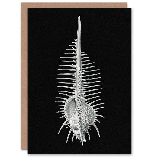 Ernst Haeckel Art Card Murex Seashell Sketch on Black