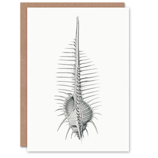 Ernst Haeckel Art Card Murex Shell Seashell Drawing