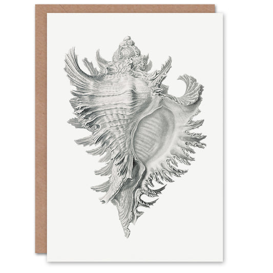 Ernst Haeckel Art Card Whelk Sea Snail Shell Drawing