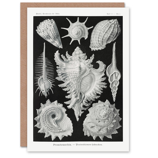 Ernst Haeckel Art Card Sea Snail Shells Vintage Illustration