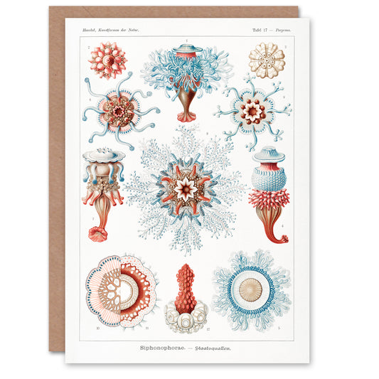 Ernst Haeckel Art Card Siphonophorae Marine Life Illustration