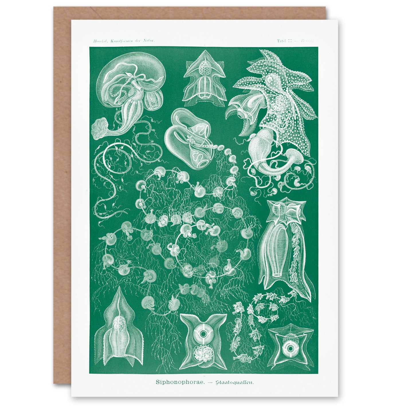 Ernst Haeckel Art Card Siphonophorae Vintage Marine Illustration