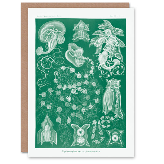 Ernst Haeckel Art Card Siphonophorae Vintage Marine Illustration