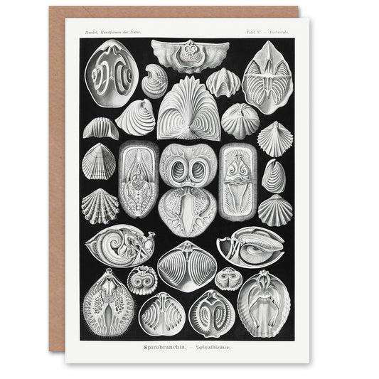 Ernst Haeckel Art Card Spirobranchia Vintage Marine Life Illustration