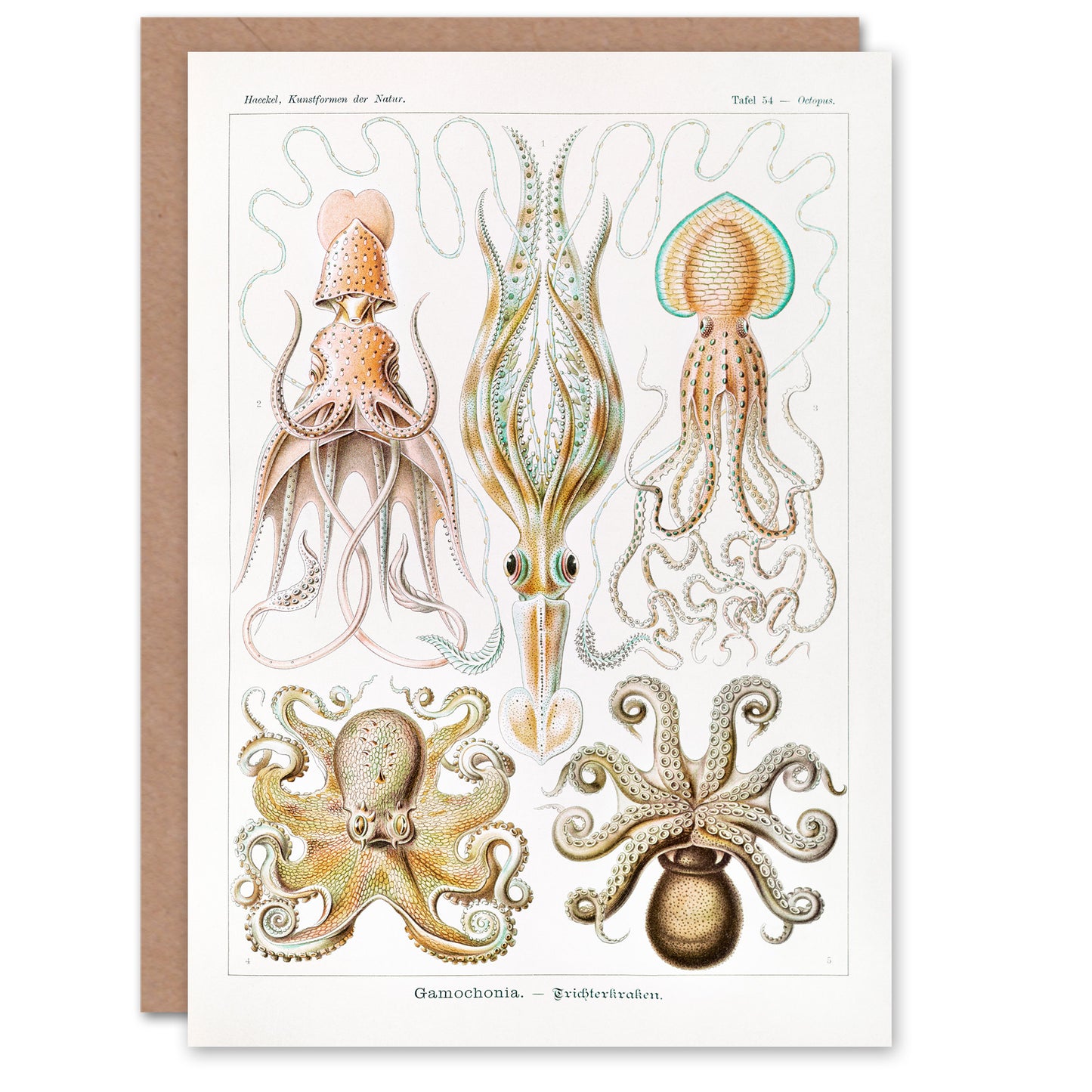 Ernst Haeckel Art Card Squid and Octopus Vintage Illustrations