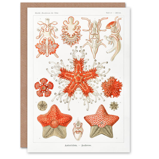 Ernst Haeckel Art Card Asteridea Starfish Species