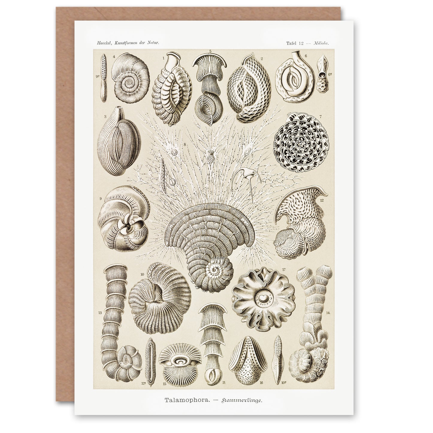 Ernst Haeckel Art Card Talamophora Vintage Marine Life Illustration