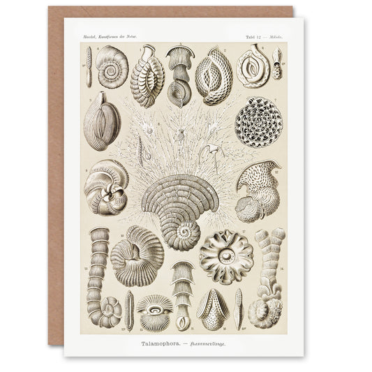 Ernst Haeckel Art Card Talamophora Vintage Marine Life Illustration
