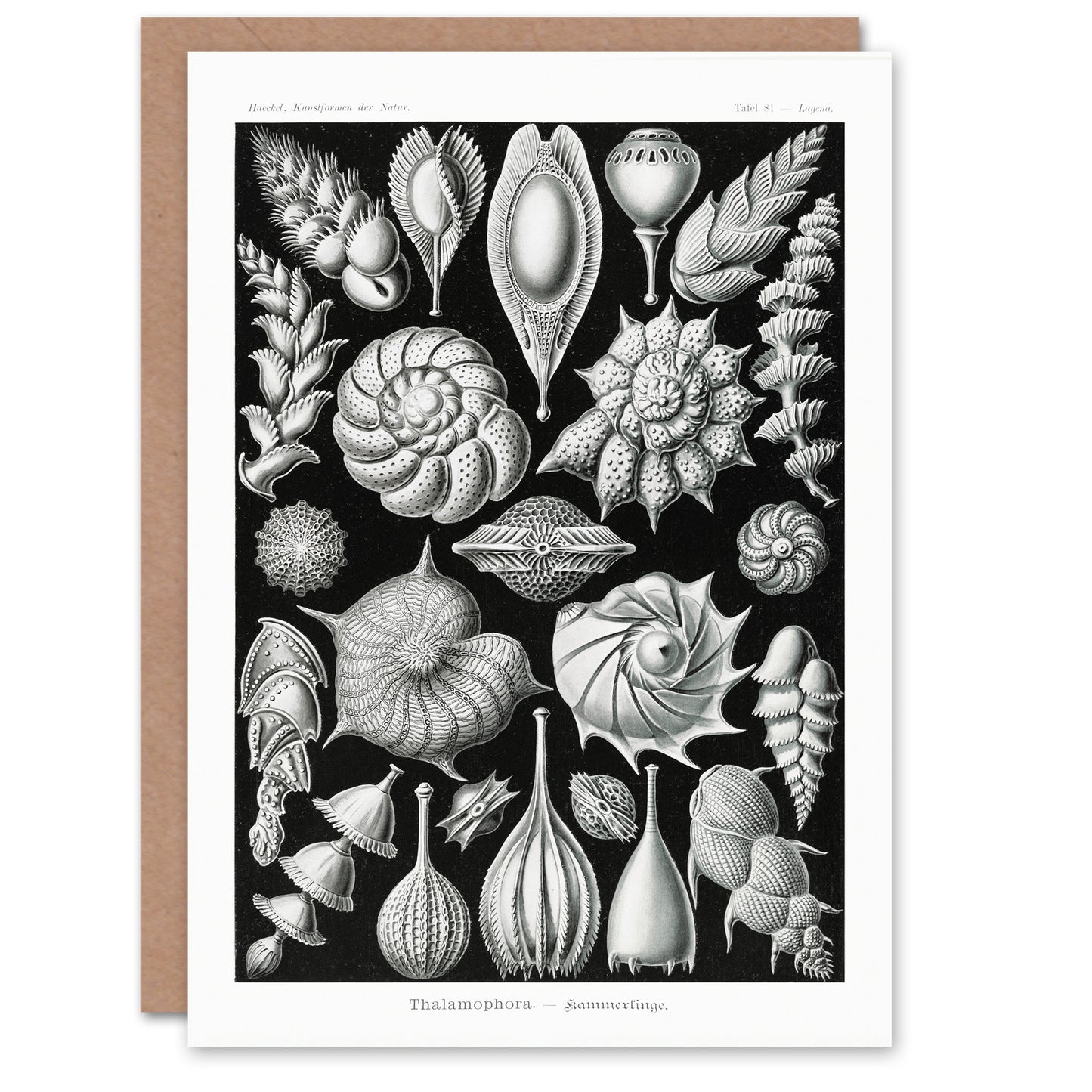 Ernst Haeckel Art Card Thalamophora Forams Shells