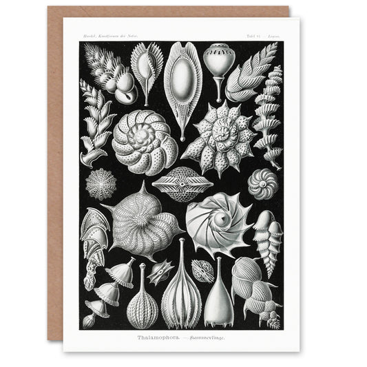 Ernst Haeckel Art Card Thalamophora Forams Shells