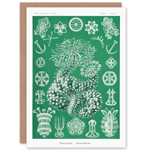 Ernst Haeckel Adolf Giltsch Art Card Thuroidea Sea Cucumber