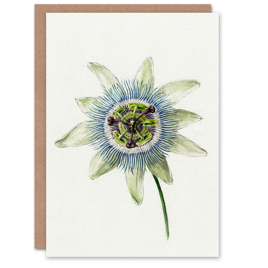 Jean Bernard Art Card Passion Flower Bloom Floral Drawing
