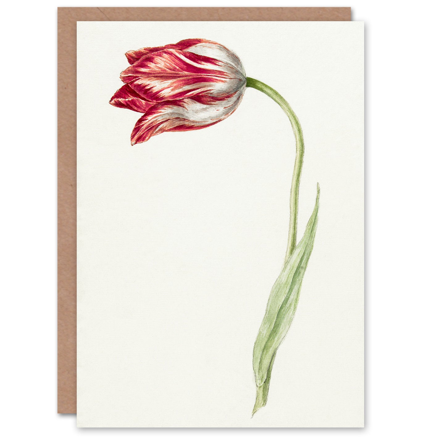 Jean Bernard Art Card Pink Tulip Flower Drawing