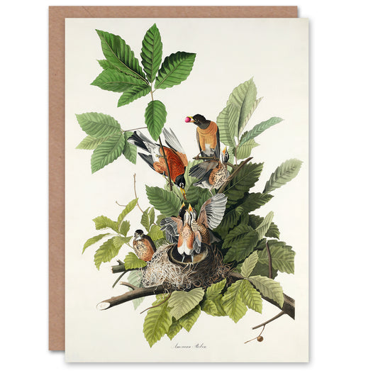 John James Audubon Art Card American Robin Birds Nest