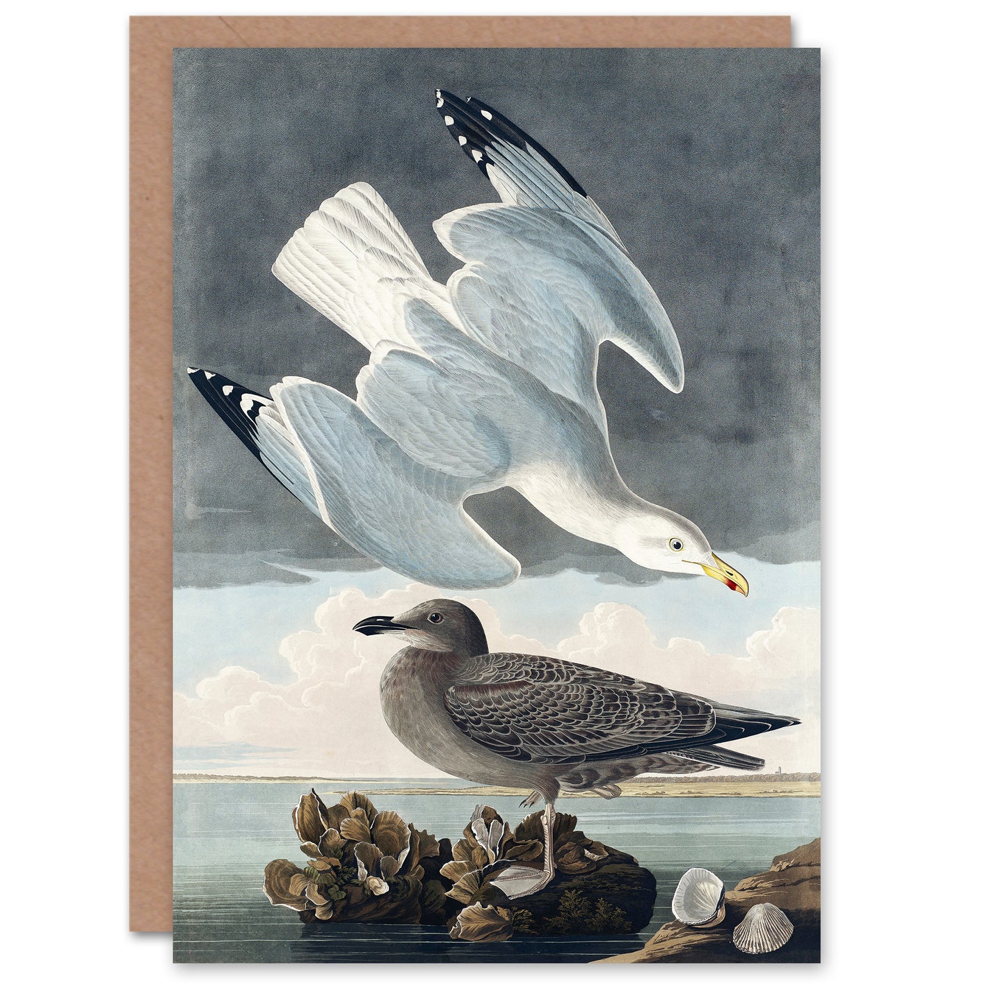 John James Audubon Art Card Birds of America Herring Gull