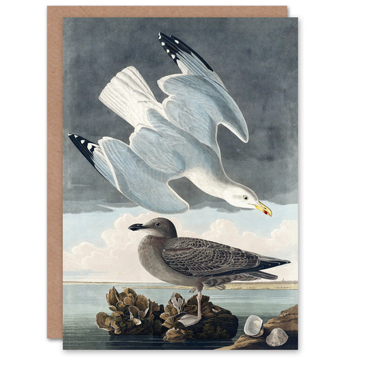 John James Audubon Art Card Birds of America Herring Gull
