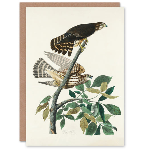 John James Audubon Art Card Birds of America Pigeon Hawk