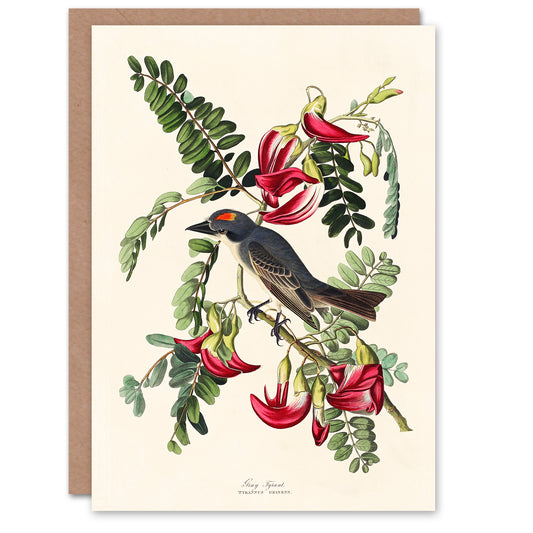 John James Audubon Art Card Birds of America Piping Flycatcher
