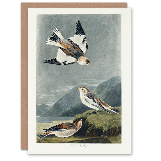 John James Audubon Art Card Birds of America Snow Bunting