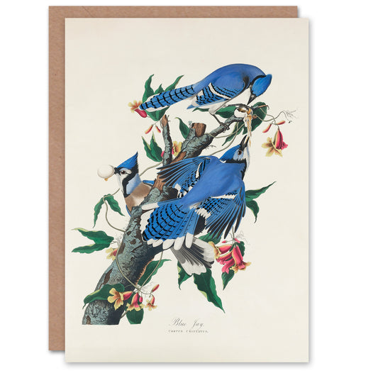 John James Audubon Art Card Blue Jay and Trumpet Flowers