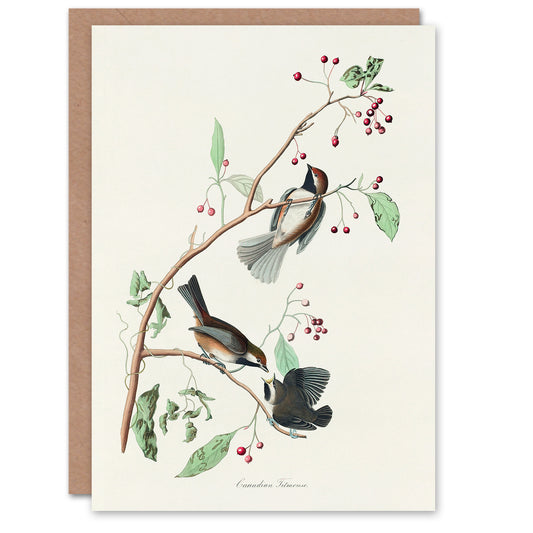 John James Audubon Art Card Canadian Titmouse Bird