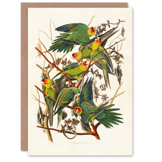 John James Audubon Art Card Carolina Parakeet Parrot