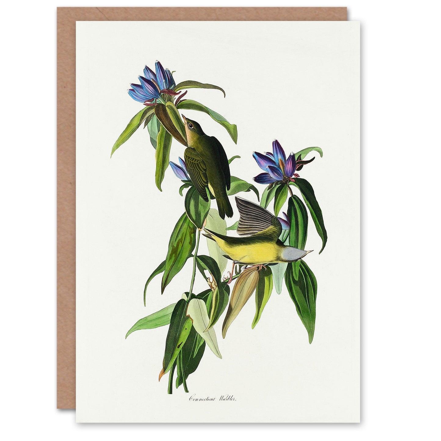 John James Audubon Art Card Connecticut Warbler Bird