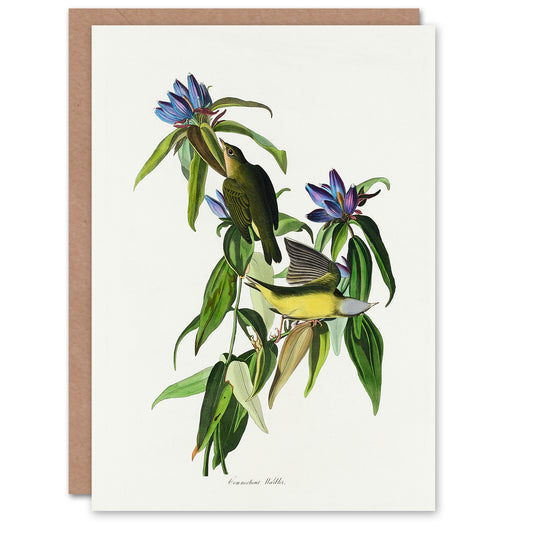John James Audubon Art Card Connecticut Warbler Bird