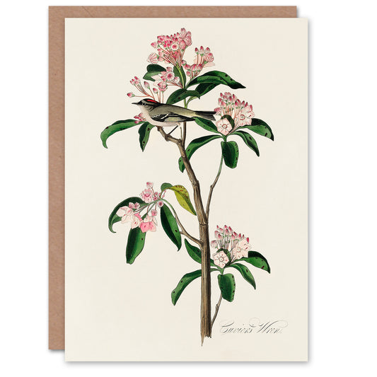 John James Audubon Art Card Cuviers Kinglet Bird and Mountain Laurel