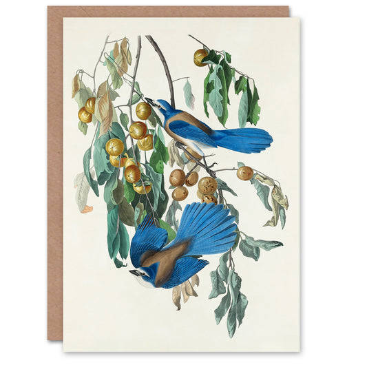 John James Audubon Art Card Florida Jay and Persimmon Tree
