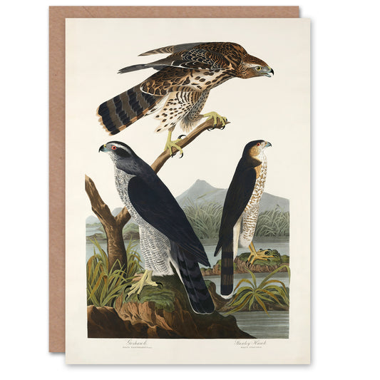 John James Audubon Art Card Goshawk and Stanley Hawk