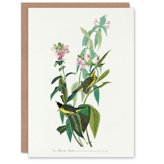 John James Audubon Art Card Green Black Capped Flycatcher