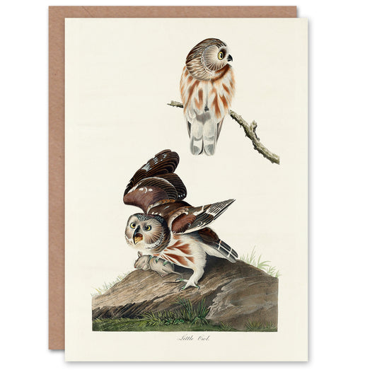 John James Audubon Art Card Birds Of America Little Owls