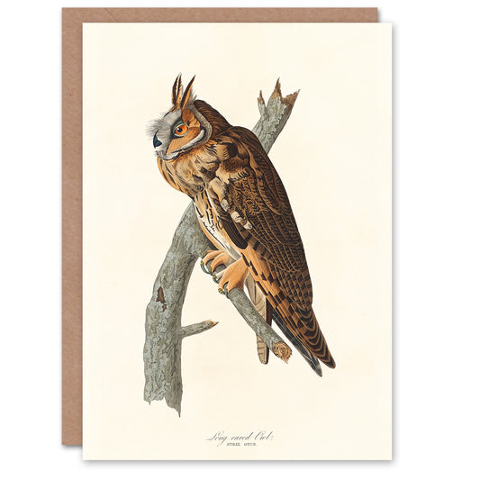 John James Audubon Art Card Birds Of America Long Eared Owl