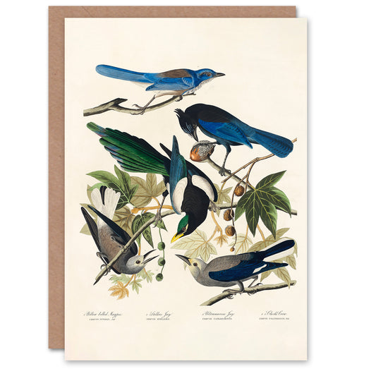 John James Audubon Art Card Magpie Clarks Crow and Jays