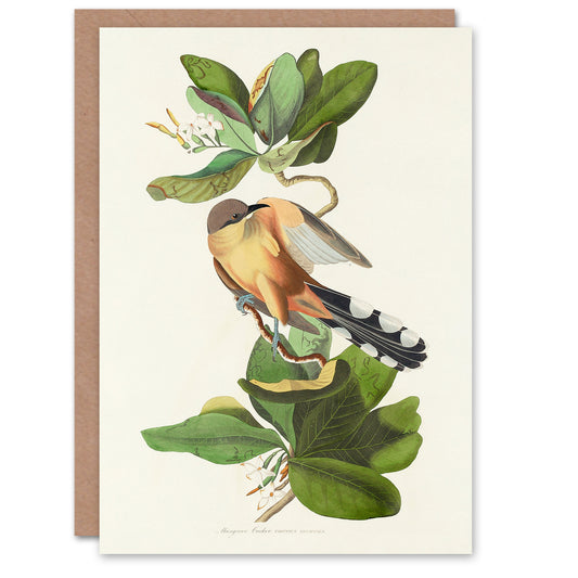 John James Audubon Art Card Mangrove Cuckoo and Seven Year Apple Flower
