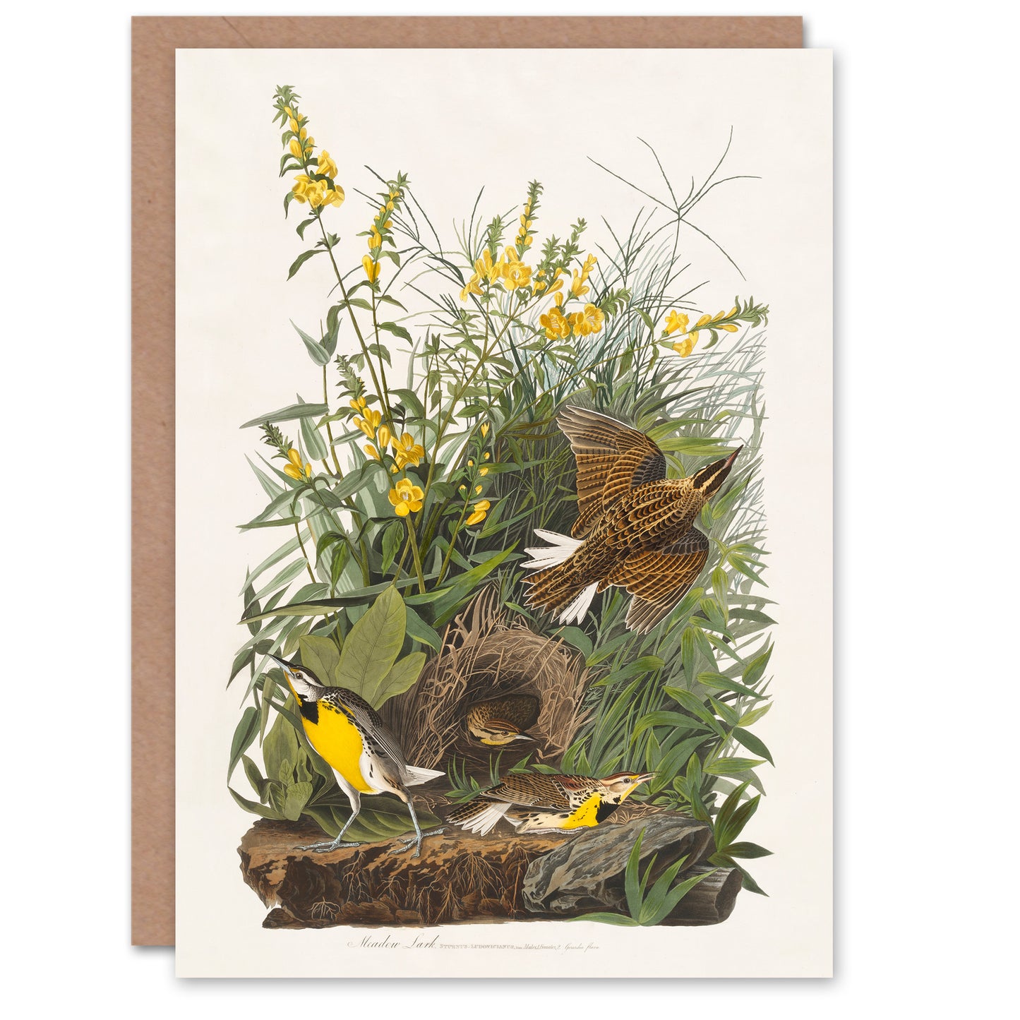 John James Audubon Art Card Meadow Lark Bird and Yellow False Foxglove