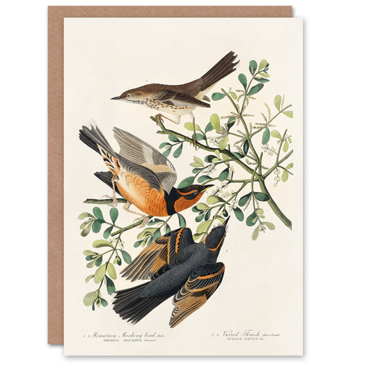 John James Audubon Art Card Mountain Mocking Bird and Thrush